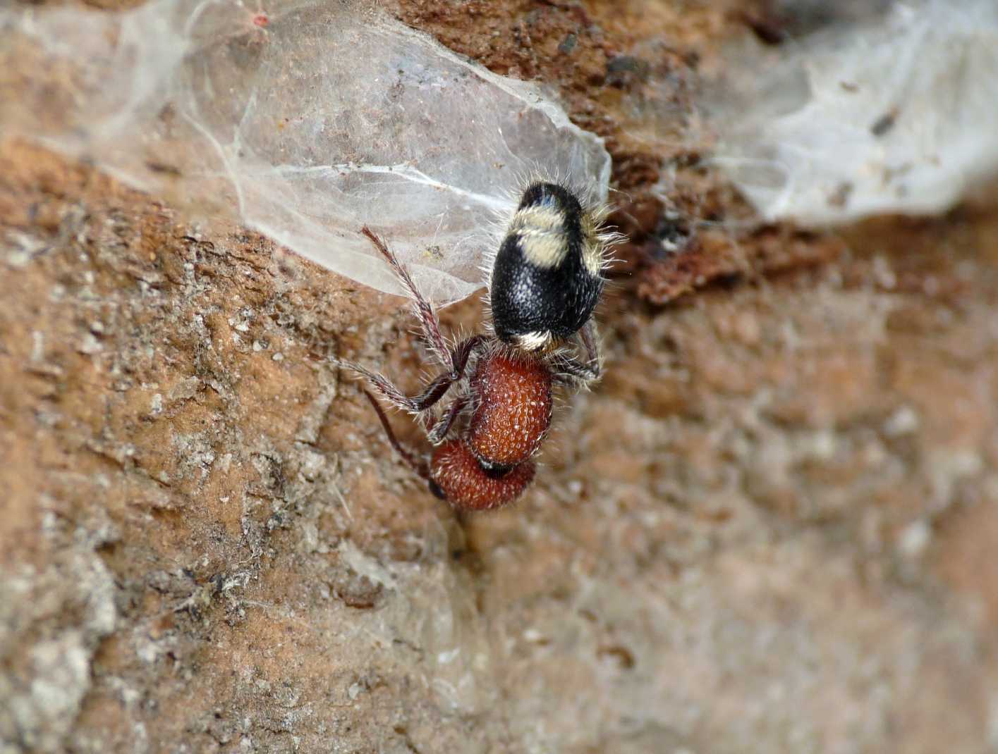 Mutilla quinquemaculata